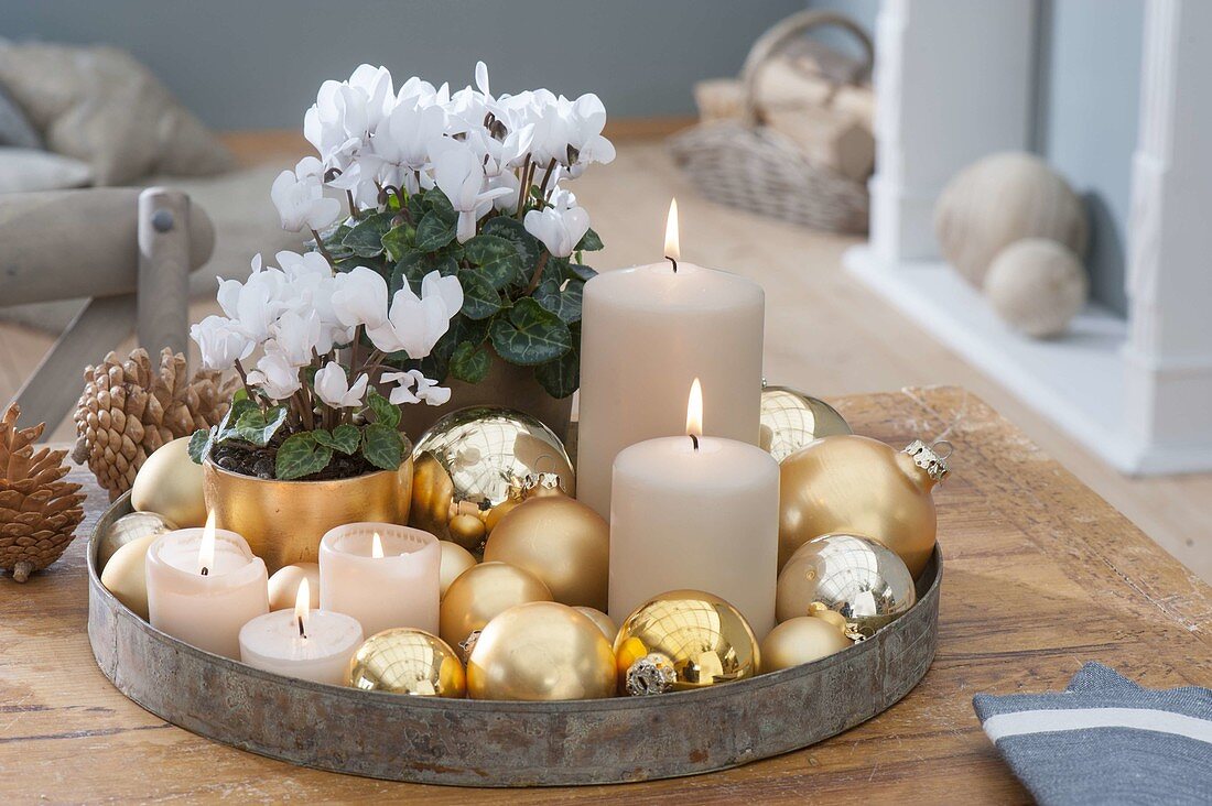 Cyclamen persicum (Alpenveilchen) weihnachtlich mit goldenen Kugeln