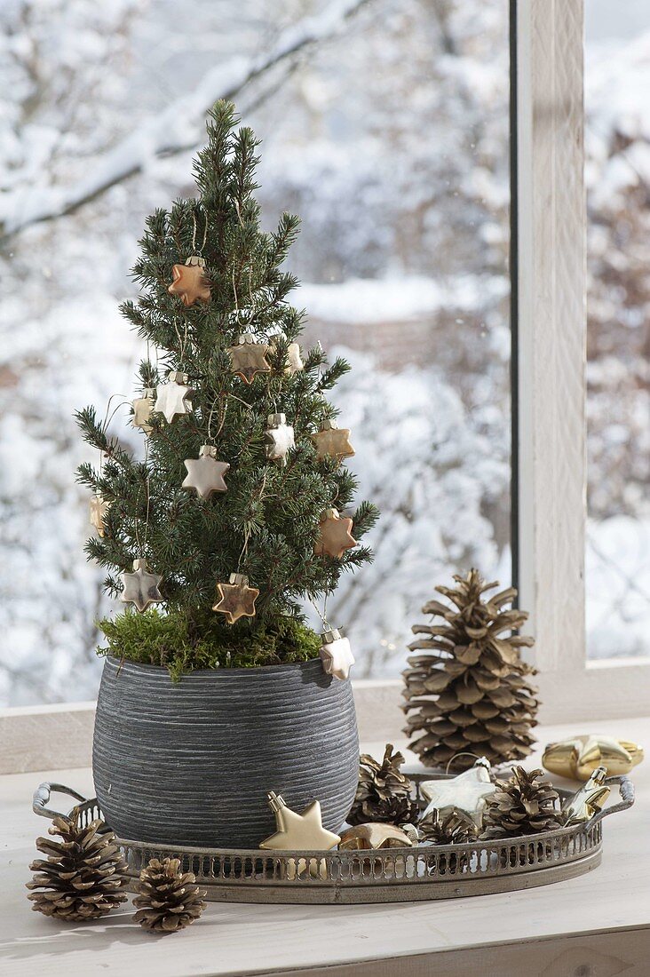 Picea glauca 'Conica' (Zuckerhutfichte) weihnachtlich geschmückt
