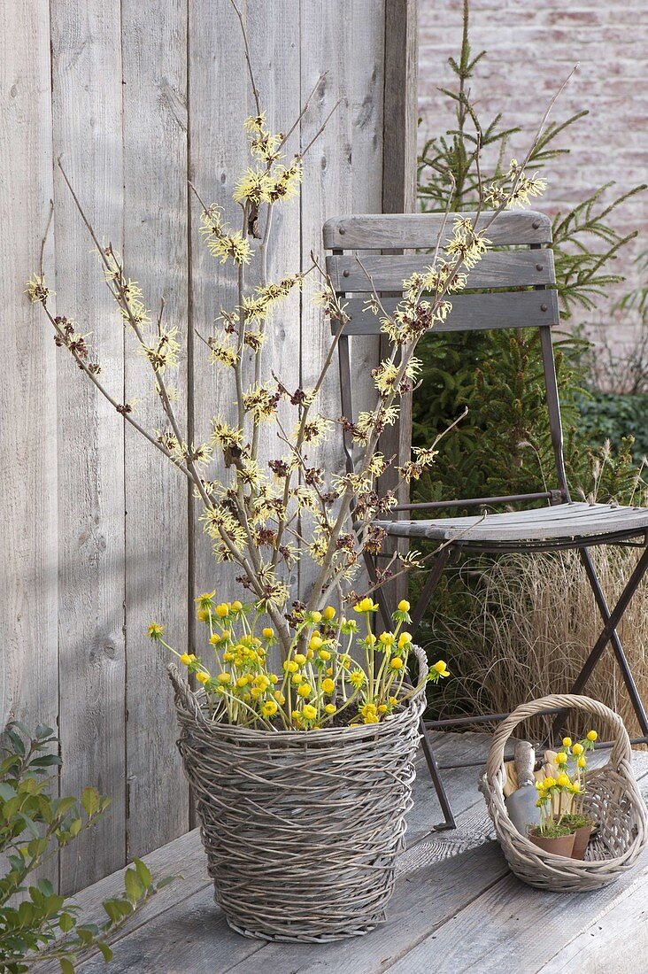 Hamamelis intermedia 'Pallida' (Zaubernuss) mit schwefelgelben Blüten