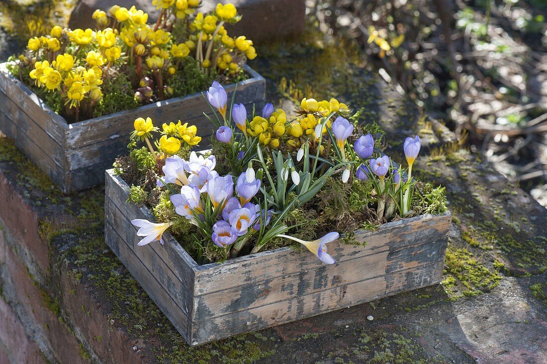 Crocus chrysanthus 'Blue Pearl' (Krokusse), Eranthis (Winterlinge)