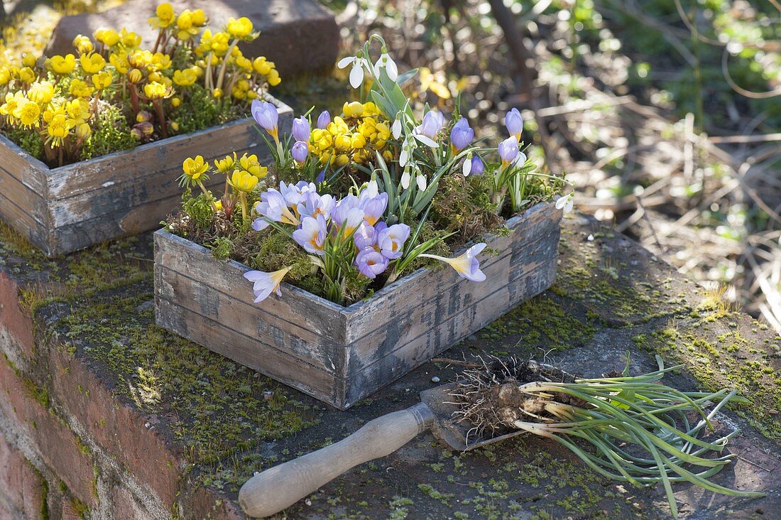 Crocus chrysanthus 'Blue Pearl' (Krokusse), Eranthis (Winterlinge)