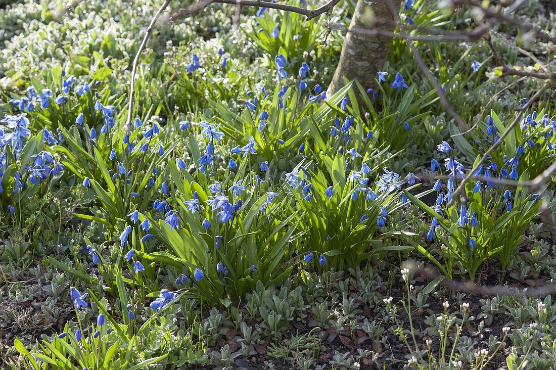 Fruehlingsboten : Scilla siberica (Blausternchen)