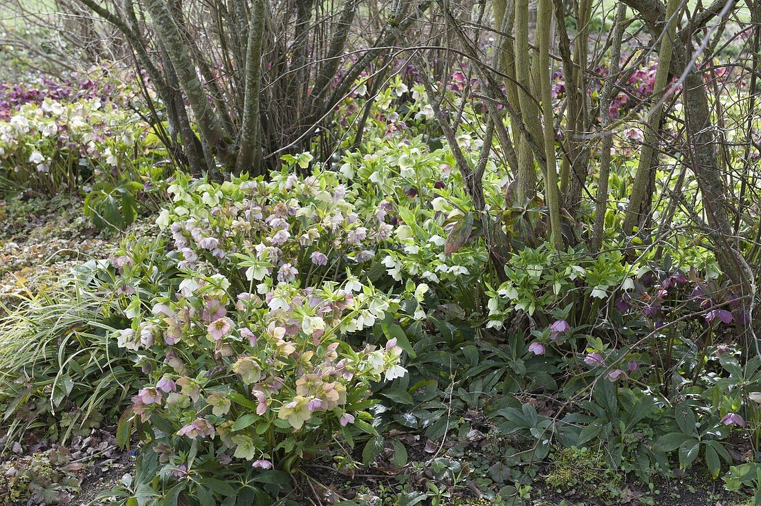 Helleborus orientalis (Lenzrosen) als Unterpflanzung von Sträuchern