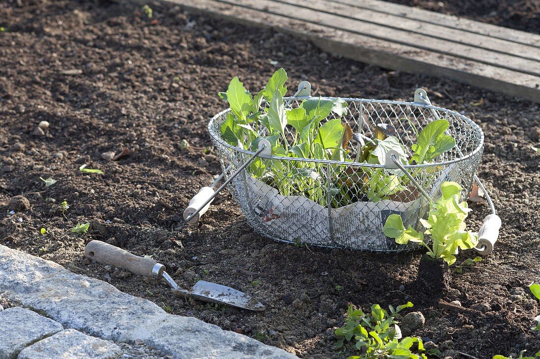 Jungpflanzen von Kohlrabi (Brassica) und Salat (Lactuca) zum Einpflanzen