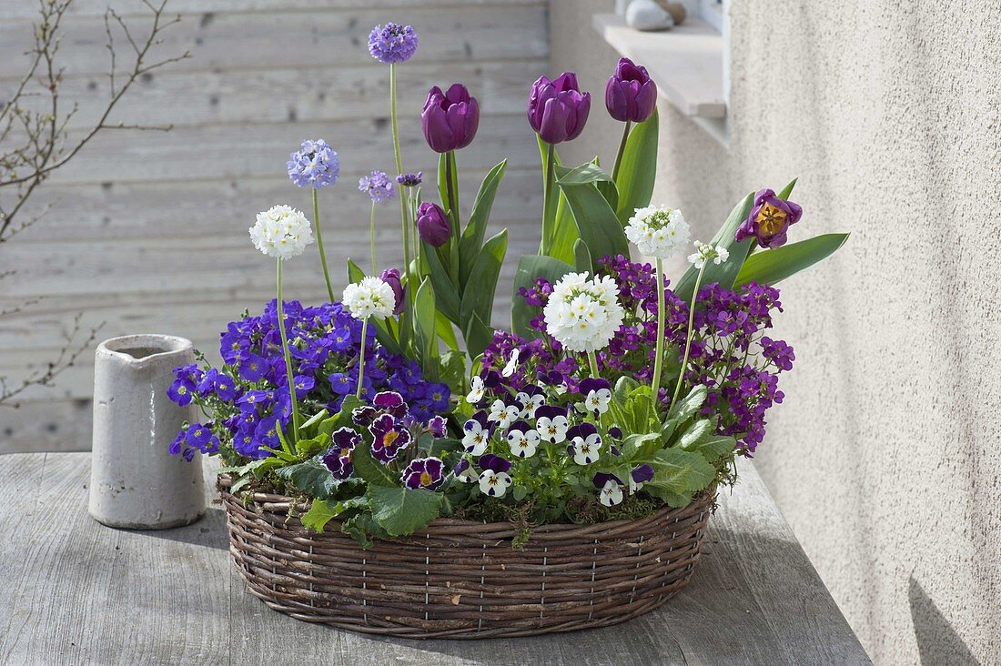 Wicker wreath planted with Viola cornuta (horn violet), Tulipa
