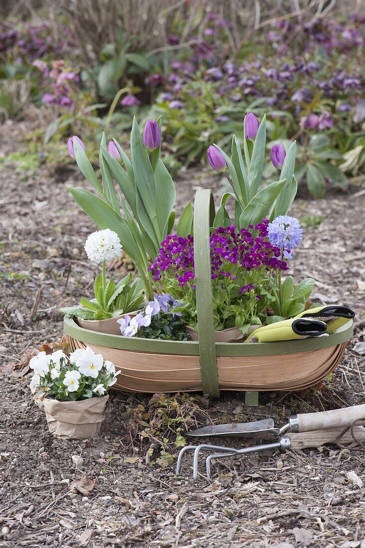 Spoke basket with Tulipa 'Purple Prince', Arabis