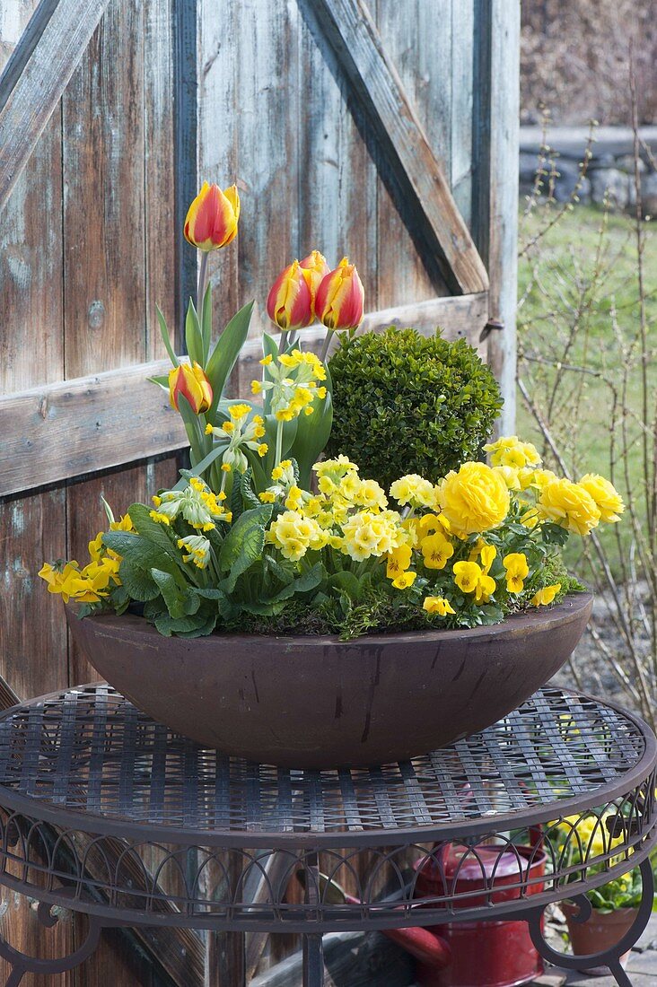 Spring in rusty bowl, primula elatior
