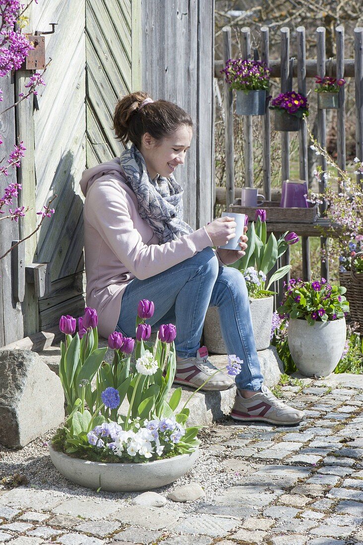 Graue Schale und Töpfe mit Tulipa 'Purple Prince' (Tulpen)