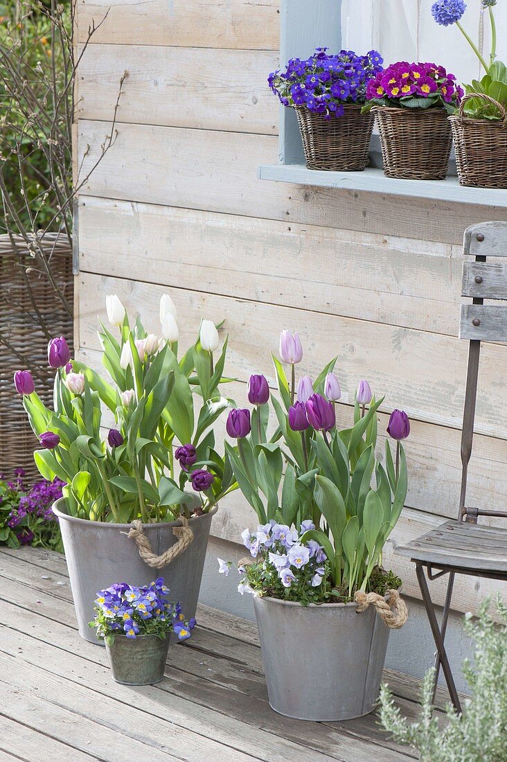 Tulipa 'Purple Prince' 'Holland Beauty' 'Purissima' 'Akela' (Tulpen)