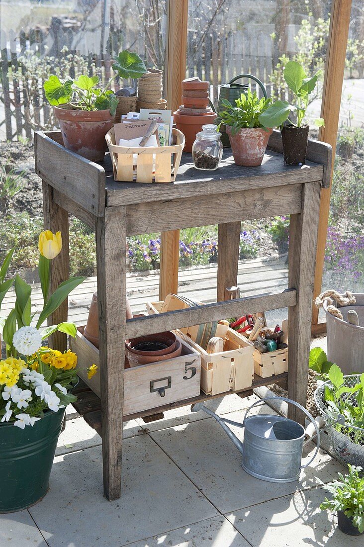 Planting table in the greenhouse with young plants and sowing utensils