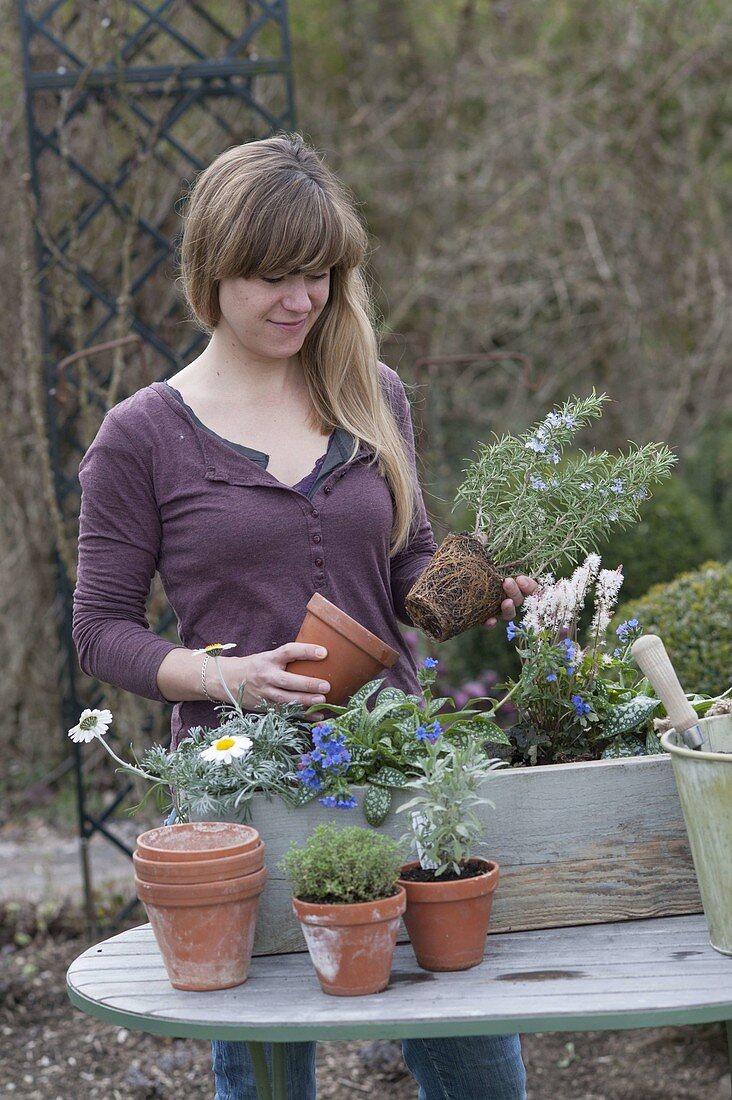 Woman is planting wooden box with perennials and herbs