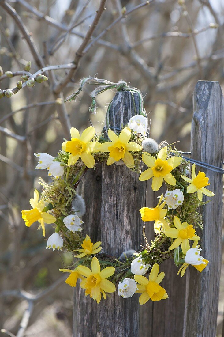 Narcissus 'Tete A Tete' (Daffodil) wreath