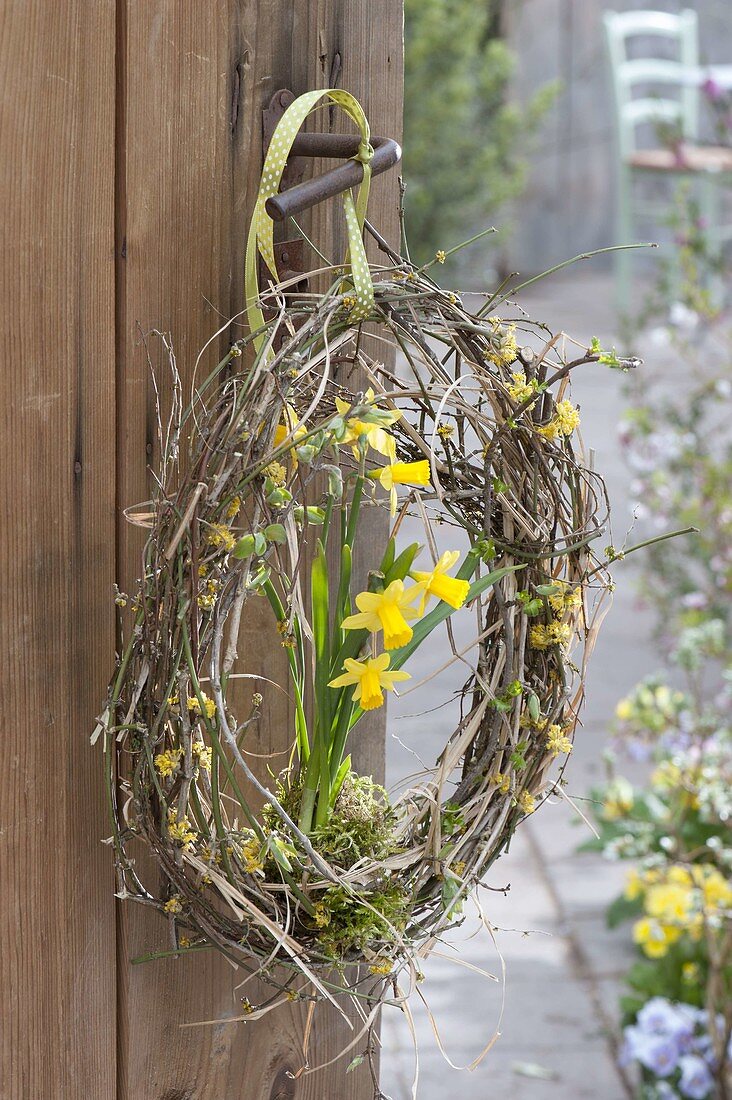 Narcissus 'Tete A Tete' (Narcissus) with moss in egg-shaped wreath