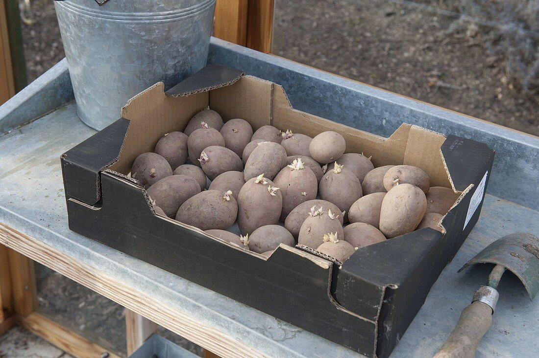 Kartoffeln (Solanum tuberosum) im Gewächshaus vorkeimen