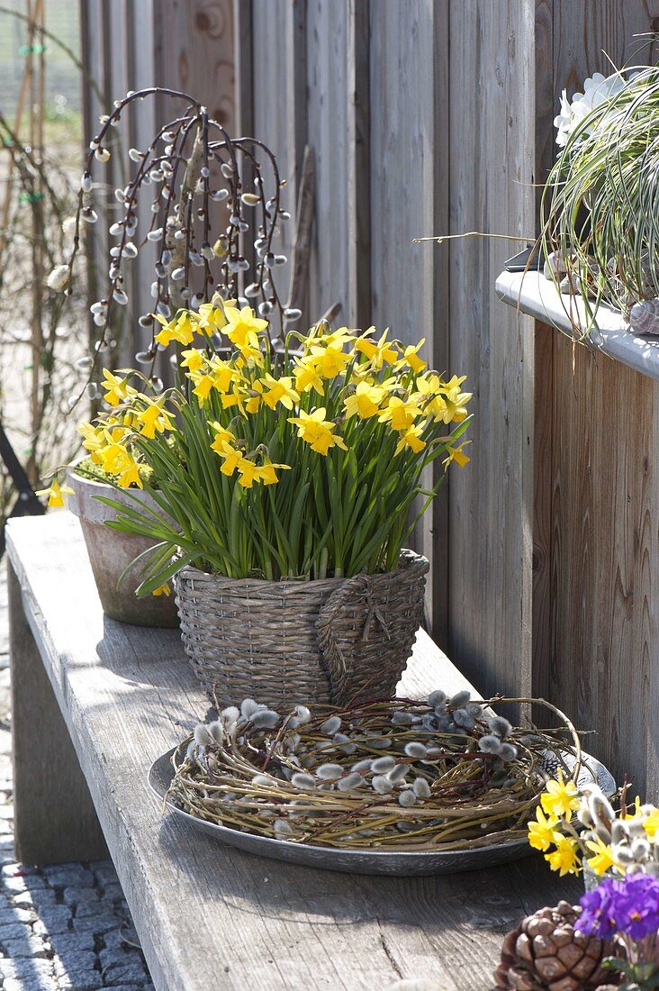 Narcissus 'Tete A Tete' (Daffodil) in basket on bench