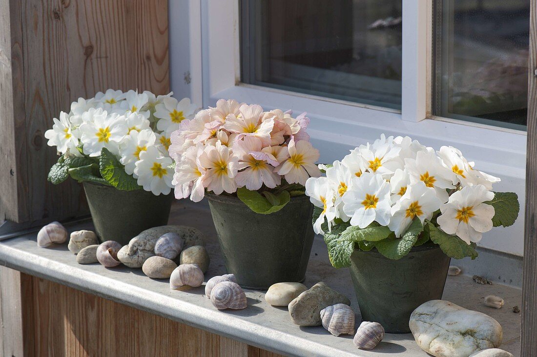 Primula acaulis (Primeln) auf der Fensterbank, Kieselsteine