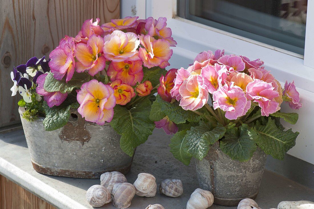 Primula acaulis 'Elodie' in tin pots on the windowsill