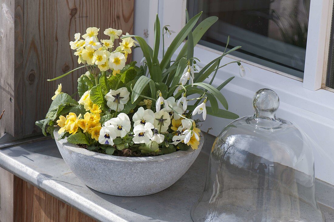 Viola cornuta, Primula acaulis, Primus elatior