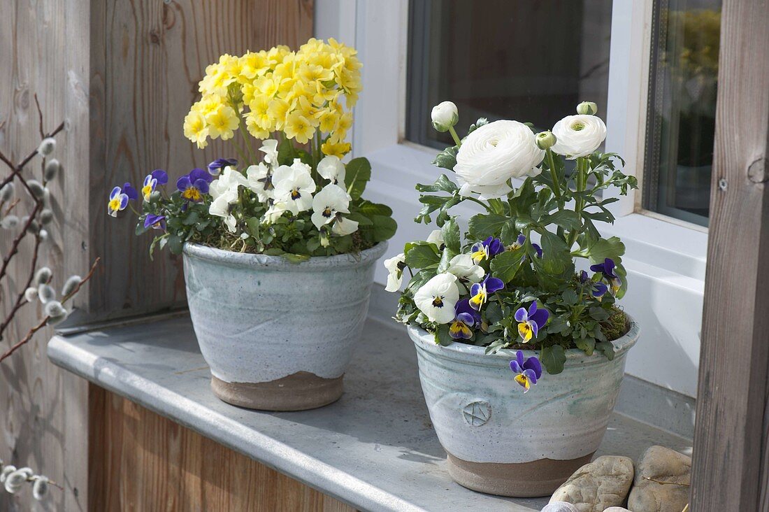 Viola cornuta (Hornveilchen), Ranunculus (Ranunkel) und Primula elatior