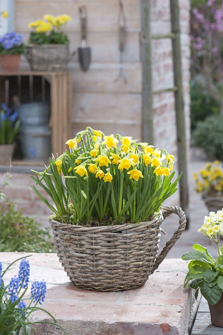 Bepflanzte Korbtasse mit Narcissus 'Tete a Tete' (Narzissen)