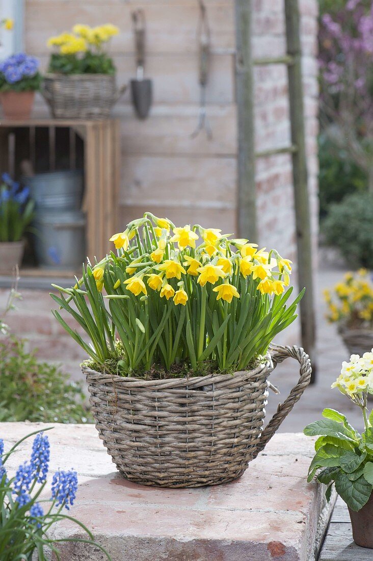 Planted Basket Cup with Narcissus 'Tete A Tete' (Daffodil)