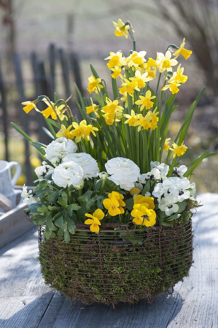 Narcissus 'Tete a Tete', ranunculus