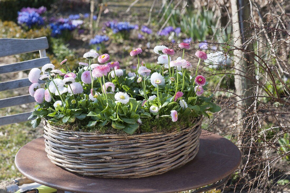 Bellis perennis ‘Tasso Strawberries & Cream’ (Tausendschön)