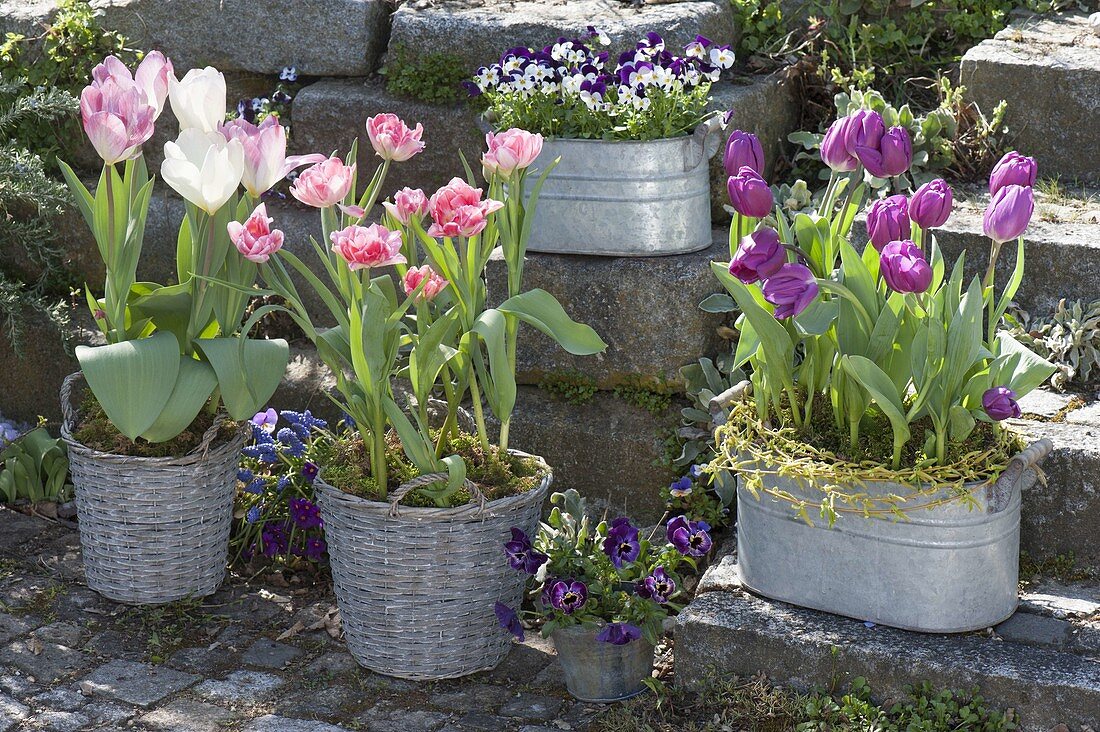 Tulipa 'Purple Prince' purple, 'Foxtrot' pink filled, 'Holland Beauty'