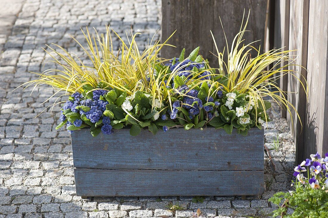 Blauer Holzkasten mit Primula Belarina 'Cobalt Blue' 'Snow'