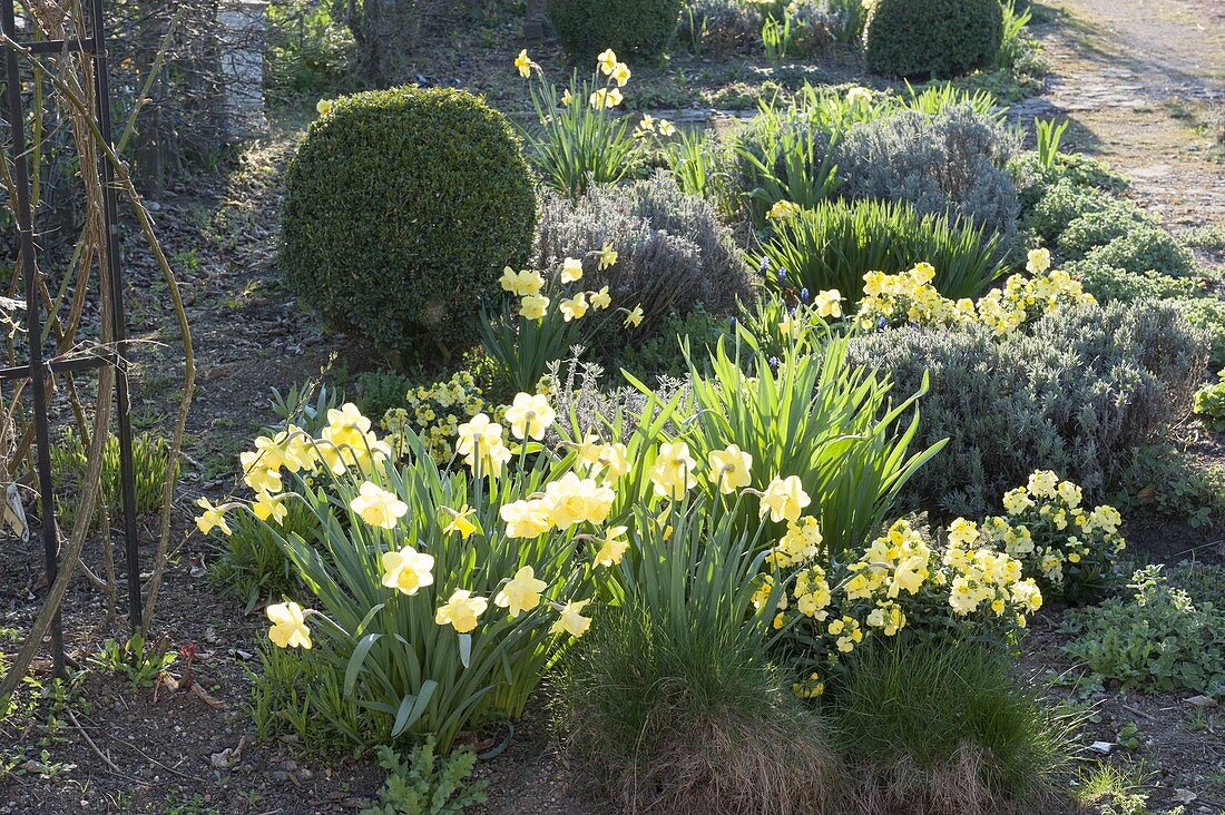 Spring bed with Narcissus (Daffodil), Erysimum 'Winter Gold'