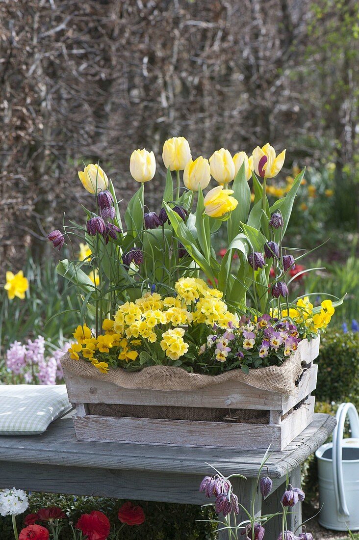 Frühling in Holzkisten : Tulipa (Tulpen), Fritillaria meleagris