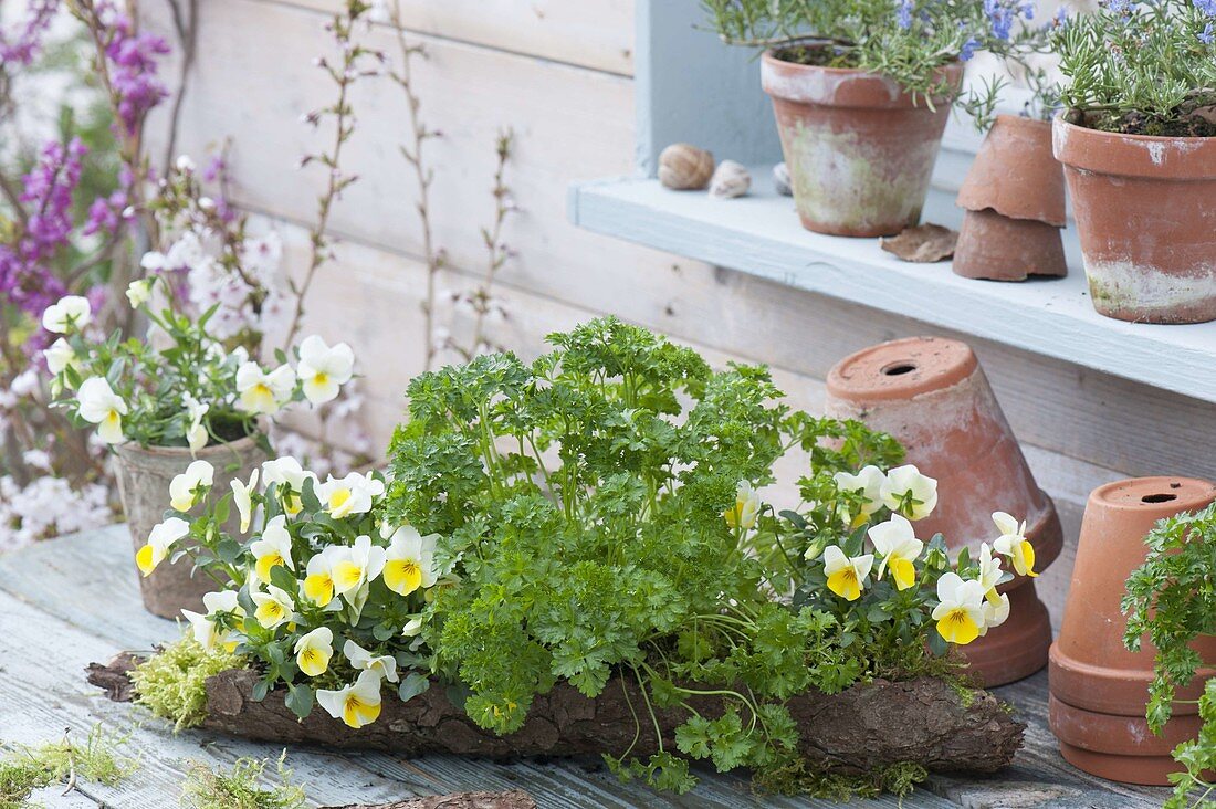 Baumrinde mit Viola cornuta 'Beacon Yellow' (Hornveilchen) und Petersilie