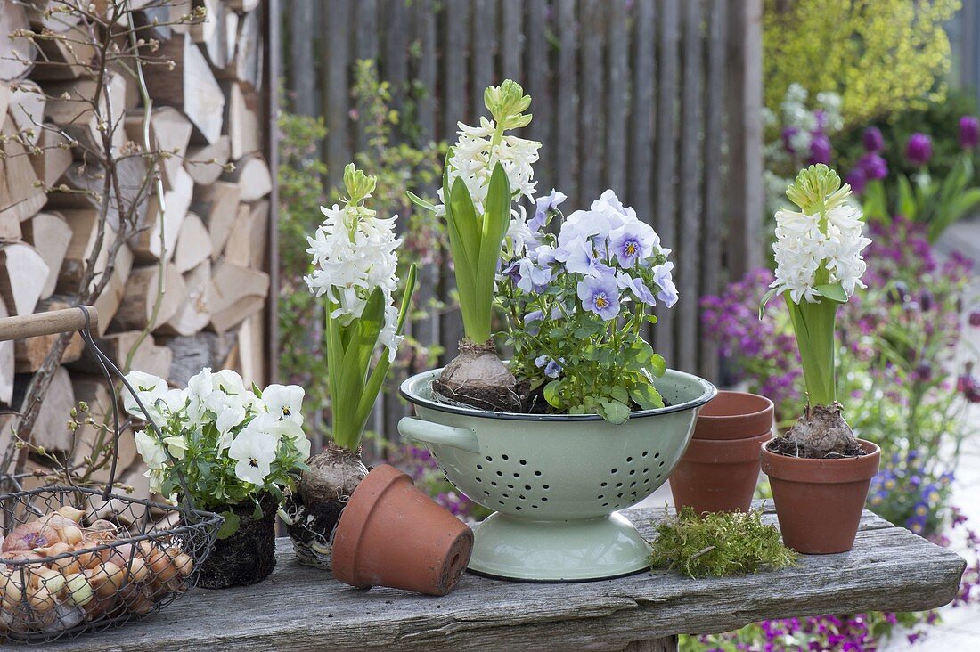 Hyacinthus orientalis 'White Pearl' (Hyacinthen) und Viola cornuta