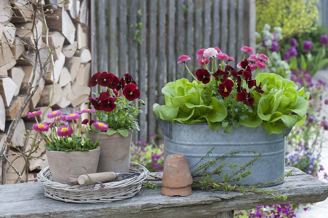 Zinc jardiniere and clay pots with salad (lactuca), Viola cornuta