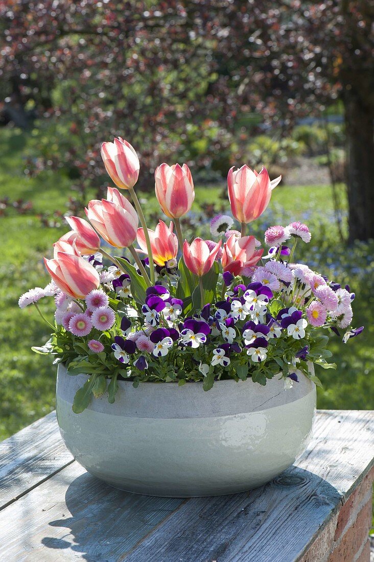 Tulipa kaufmanniana 'The First' (Tulpen), Viola cornuta 'Penny Mickey'