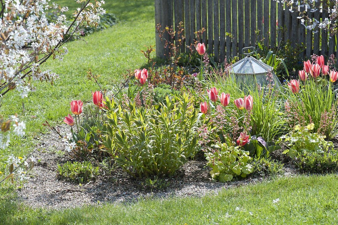Frühlingsbeet mit Tulpen