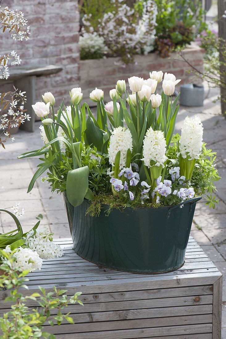 Green Tin Tray with Hyacinthus 'White Pearl' (Hyacinth)