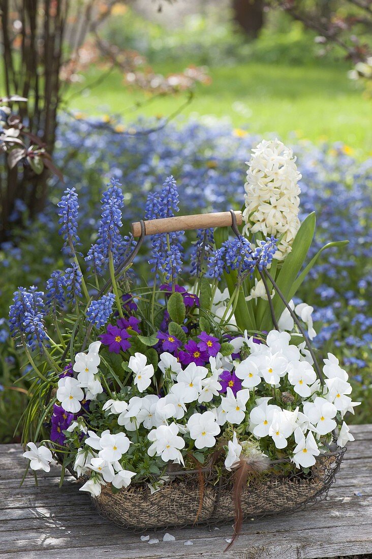 Korb mit Viola cornuta Callisto 'White' (Hornveilchen), Primula