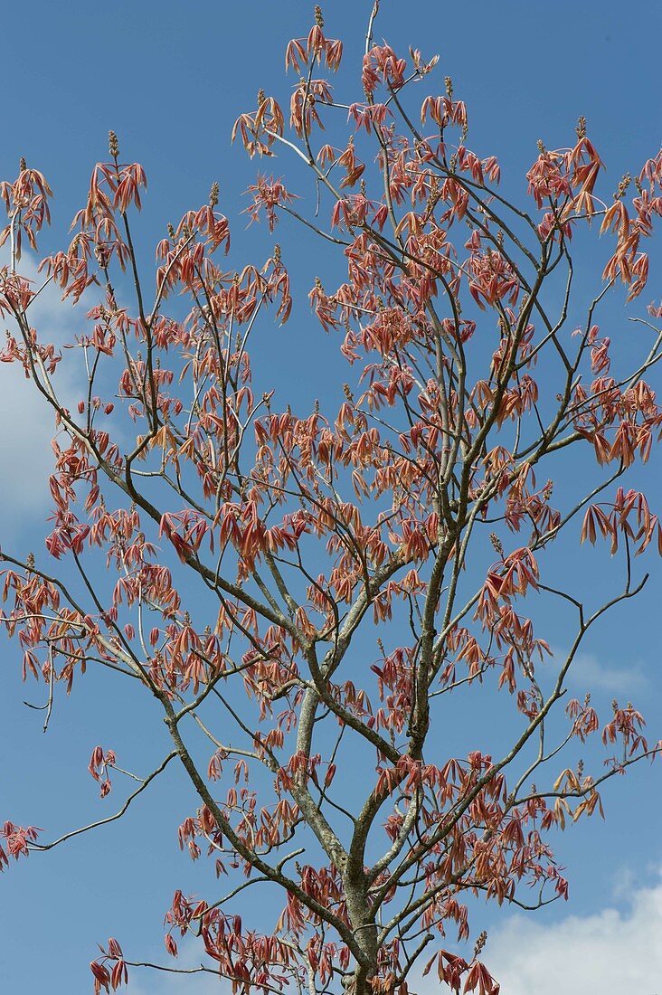 Aesculus glabra, red shoot in spring