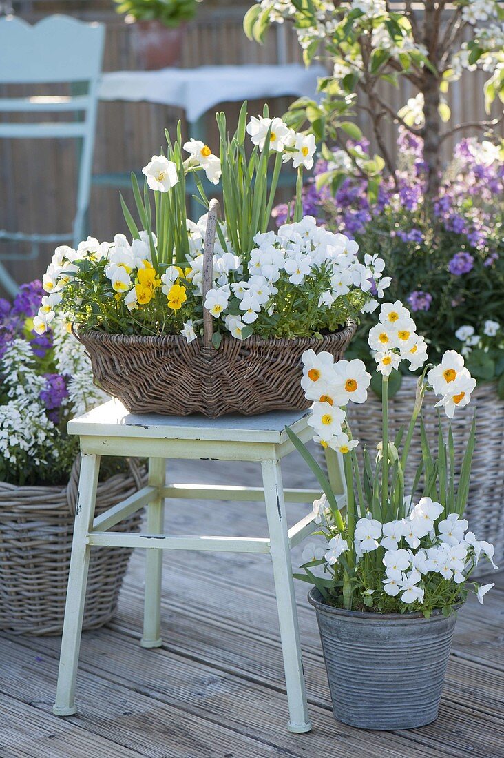 Viola cornuta 'White' 'Yellow' (Hornveilchen) und Narcissus 'Avalanche'