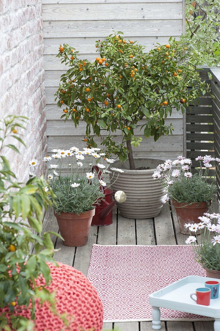 Small balcony with Citrofortunella microcarpa (Calamondine)