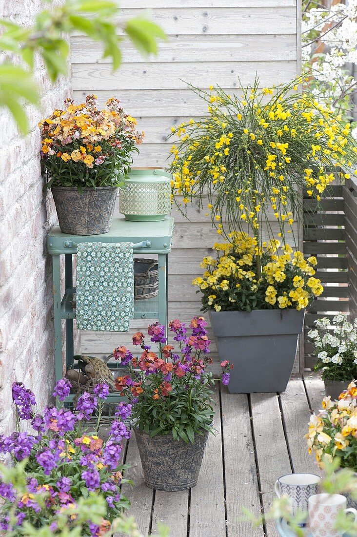 Kleiner Duftbalkon : Cytisus scoparius 'Golden Tears' (Edelginster)