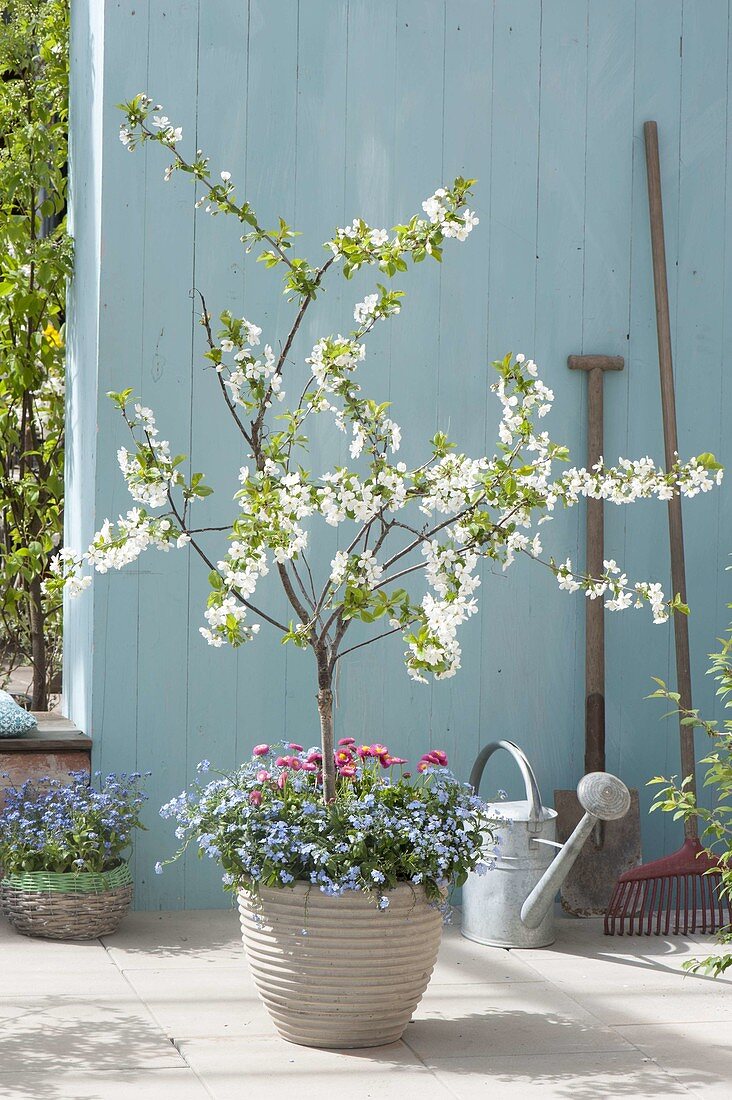 Sauerkirsche 'Morellenfeuer' (Prunus cerasus) unterpflanzt