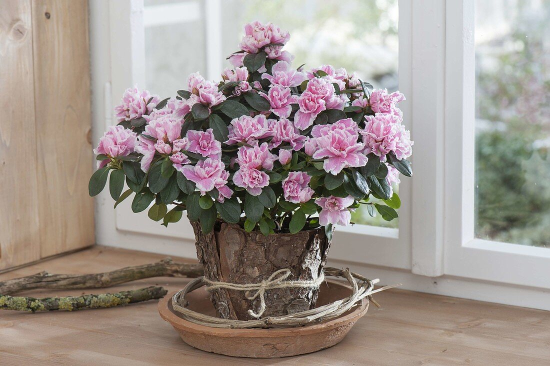 Rhododendron simsii 'Doberlug' (room azalea),