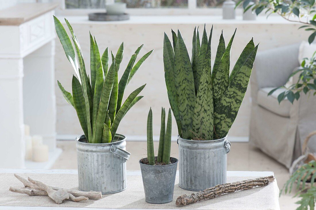 Sansevieria trifasciata 'Laurentii' links , S. trifasciata 'Robusta' rechts