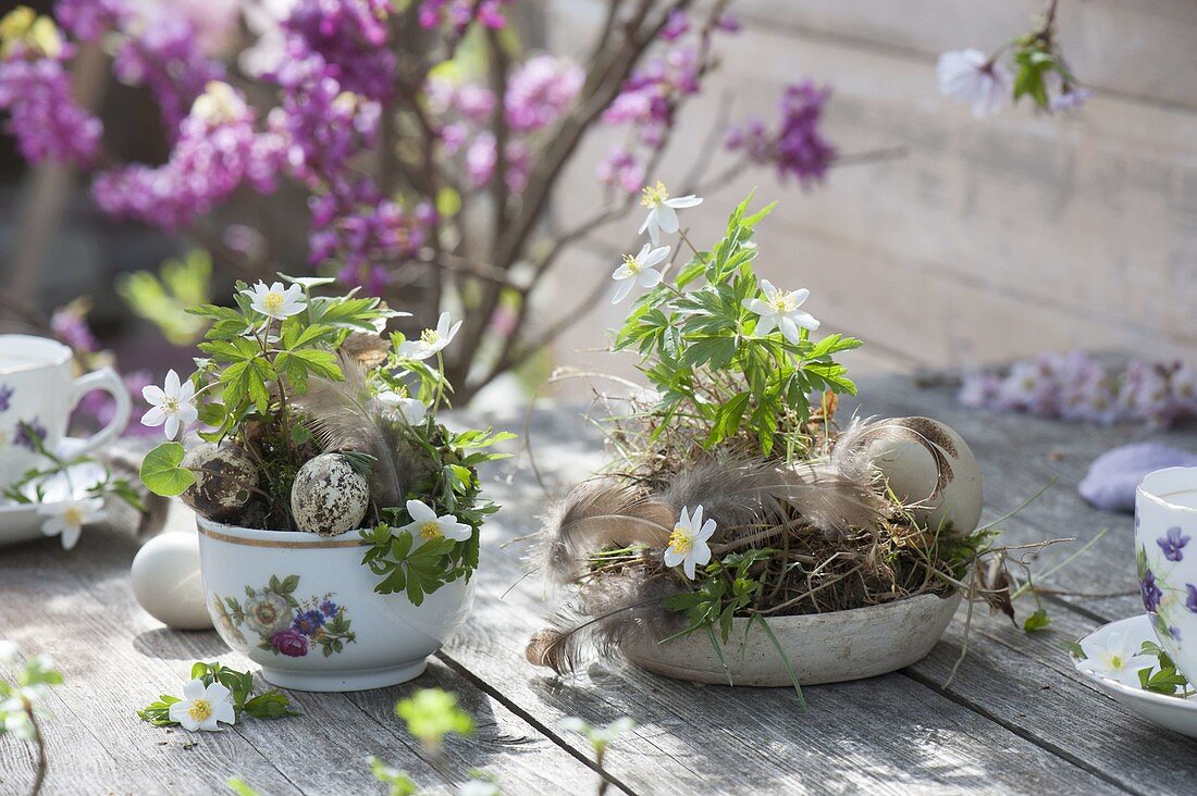 Small Easter decoration with anemone nemorosa in cup