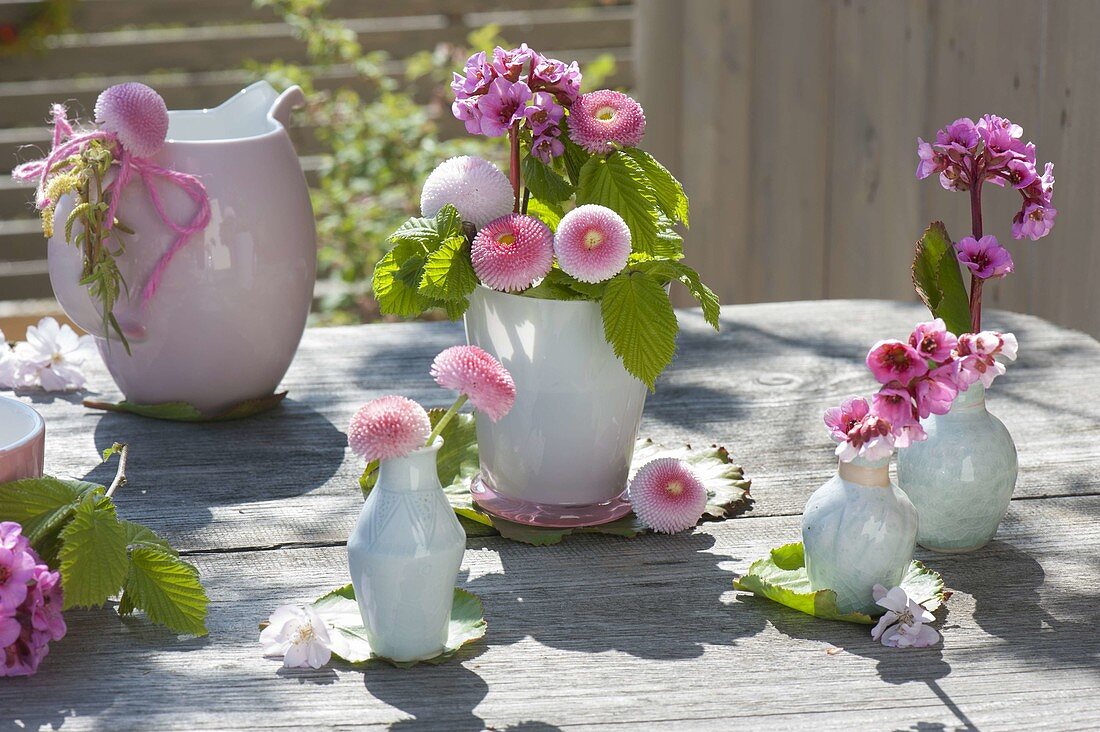 Small table decoration with Bellis and Bergenia