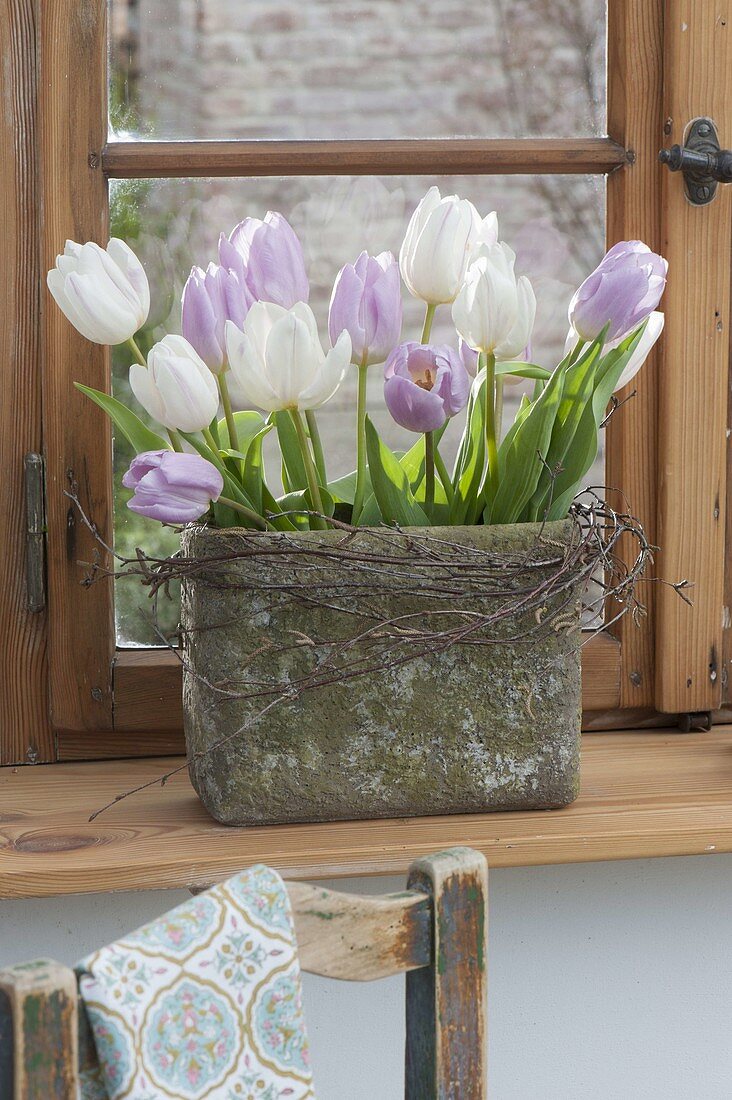 Strauss mit Tulipa (Tulpen) in rustikaler Vase am Fenster