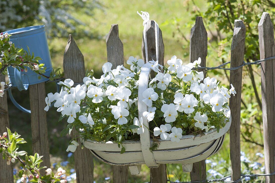 Korb mit Viola cornuta Callisto 'White' (Hornveilchen) am Gartenzaun
