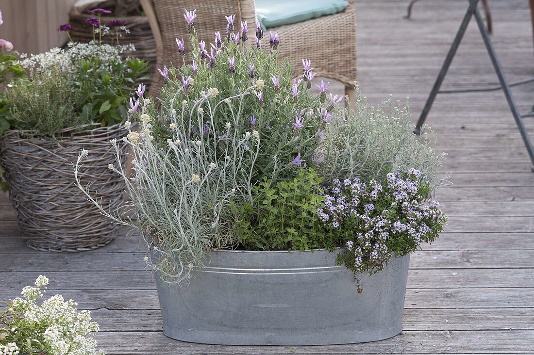 Zinc tub as herbal bed on the terrace